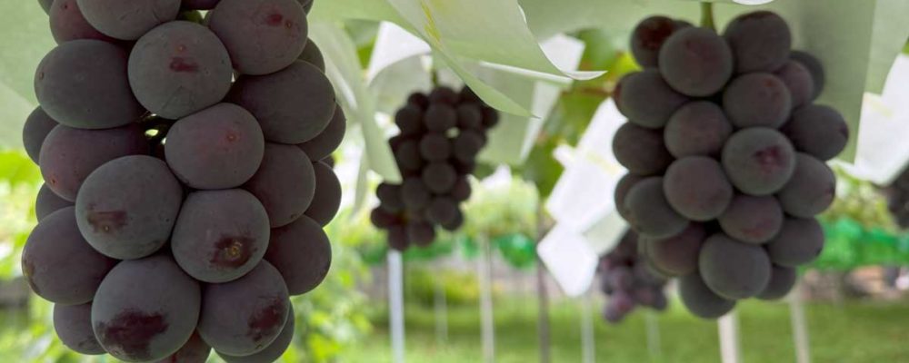 ひので農園ショップ